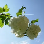 за гости 