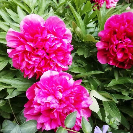 Privat bolig за гости 