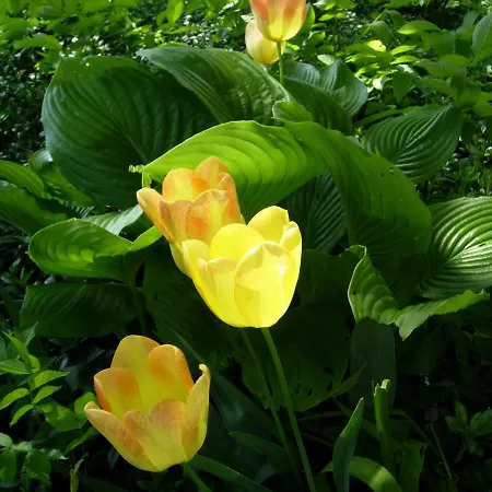 за гости дом градина вита / Guest “house Vita Garden” * София