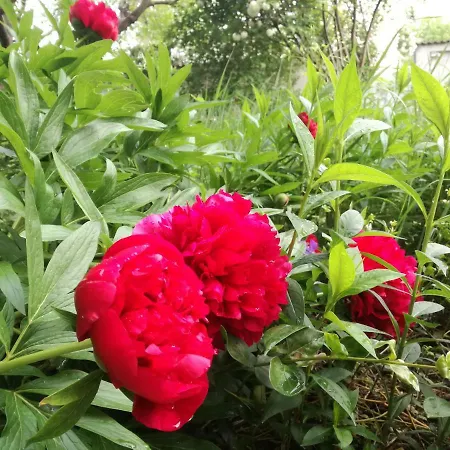 Alloggio in famiglia за гости 