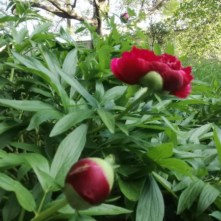 за гости дом градина вита / Guest “house Vita Garden” Частна квартира