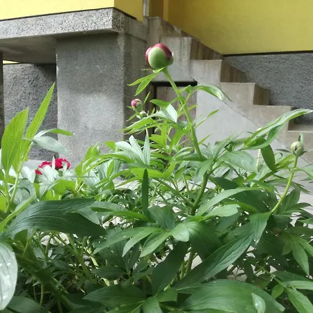 за гости дом градина вита / Guest “house Vita Garden” Проживание в семье *