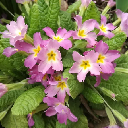 Alloggio in famiglia за гости 