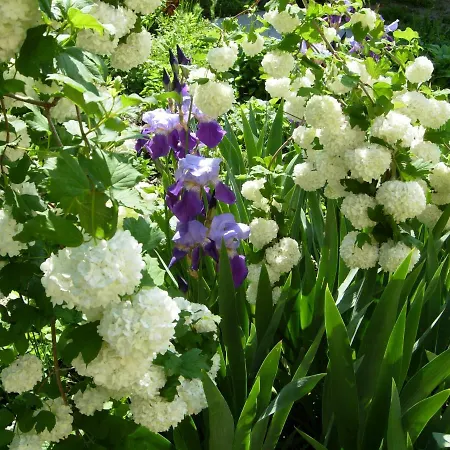 Частна квартира за гости дом градина вита / Guest “house Vita Garden”