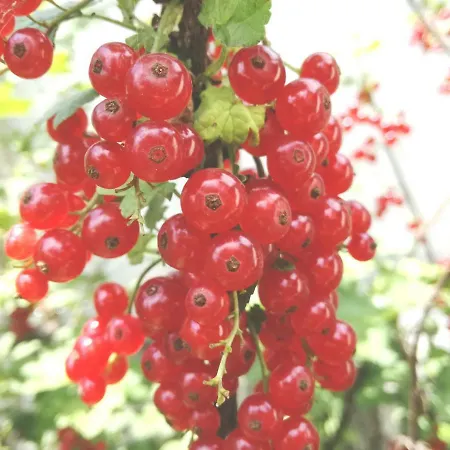 за гости дом градина вита / Guest “house Vita Garden” *