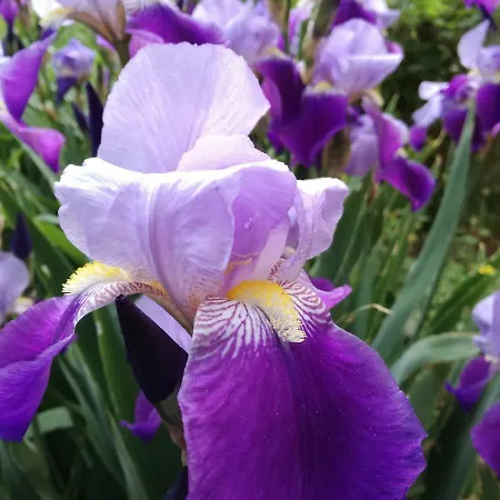 за гости дом градина вита / Guest “house Vita Garden” Частна квартира София