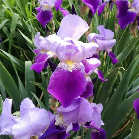 за гости дом градина вита / Guest “house Vita Garden” София