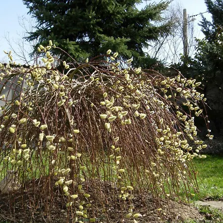 за гости дом градина вита / Guest “house Vita Garden” * София