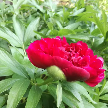 Частна квартира за гости дом градина вита / Guest “house Vita Garden” *