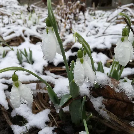 Частна квартира за гости дом градина вита / Guest “house Vita Garden” *