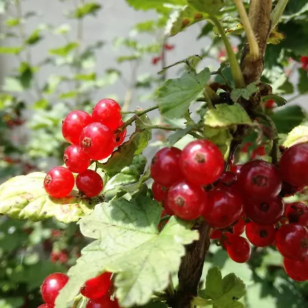 за гости дом градина вита / Guest “house Vita Garden” Частна квартира *